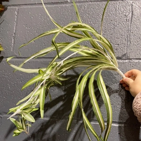 Green Spider plant for Wedding home decor realistic flower bouquet  