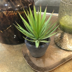 Green Spiky Air Plant in Dark Grey Cement Pot 20cm,dried artificial flower