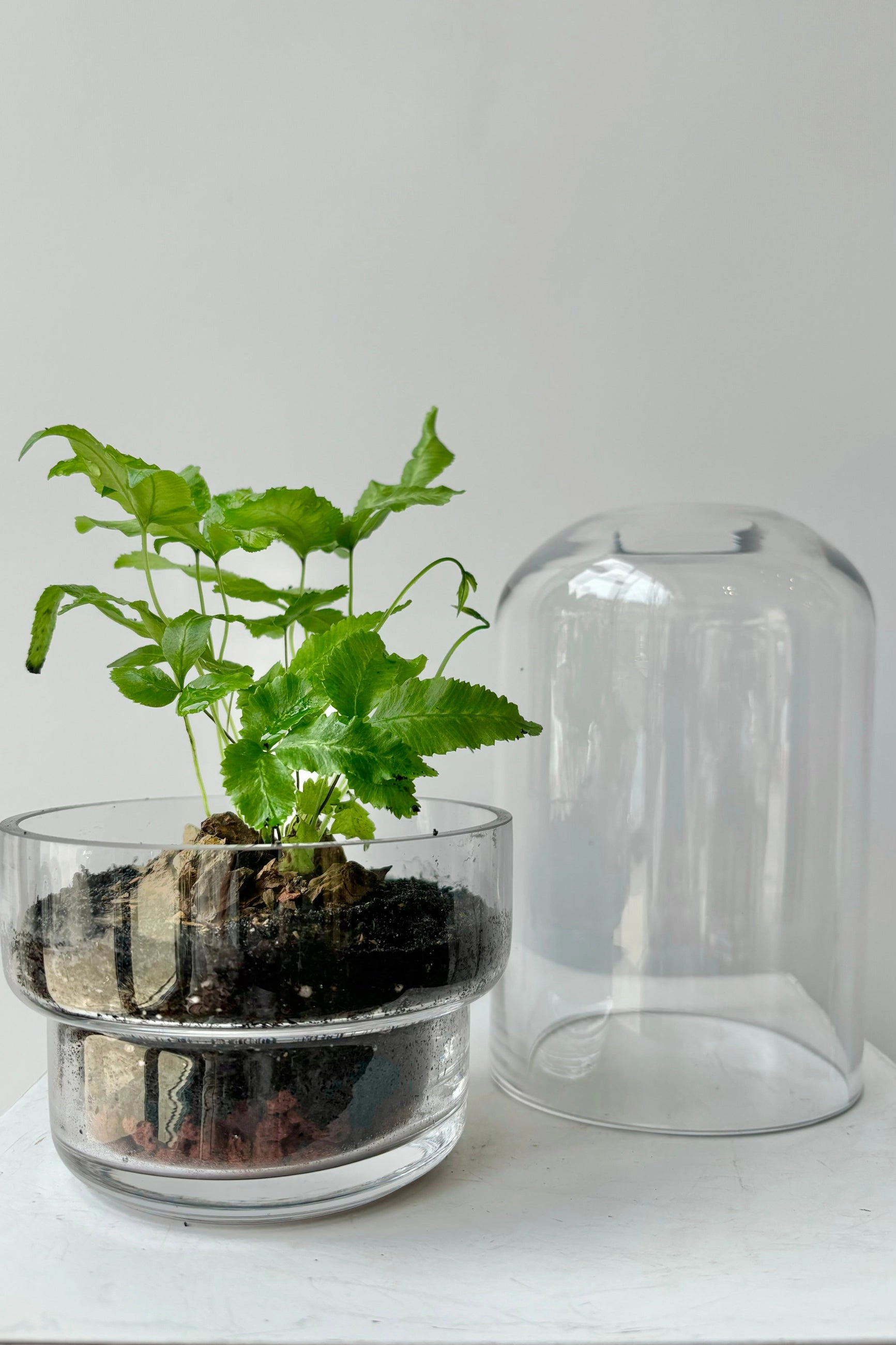 Griffith Terrarium Small