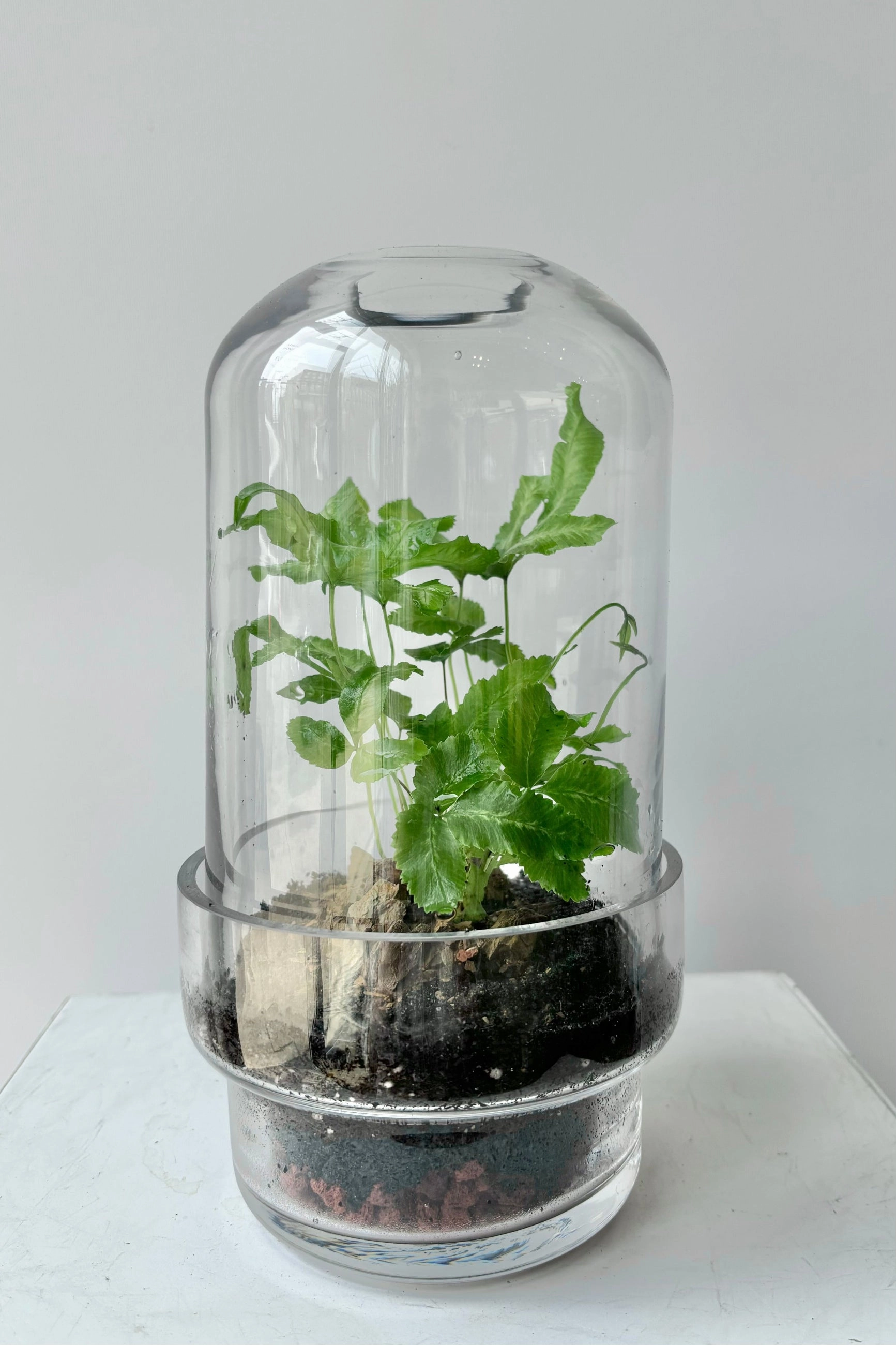 Griffith Terrarium Small,indoor flower container