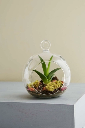 Hanging Glass Vase 3" Round Planter Bubble Ceiling Ball Terrarium,aesthetic flower vase