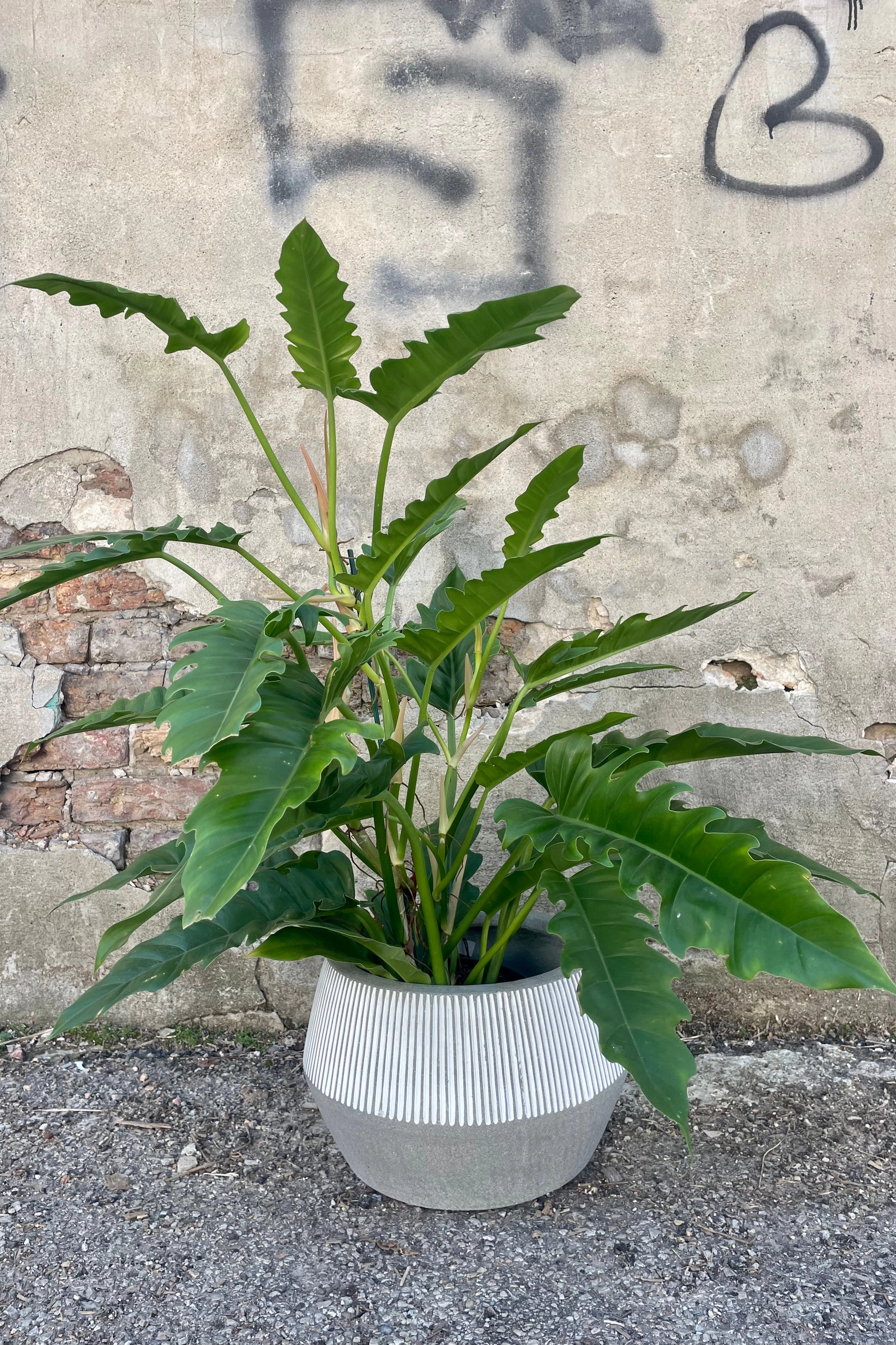 Harley Low Pot White Stripe Small