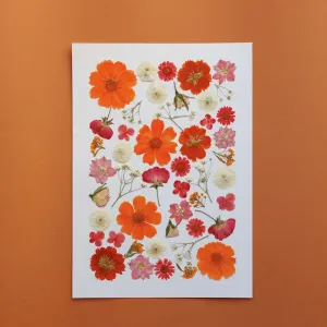 Herbier Matin d't A4,artificial single flower