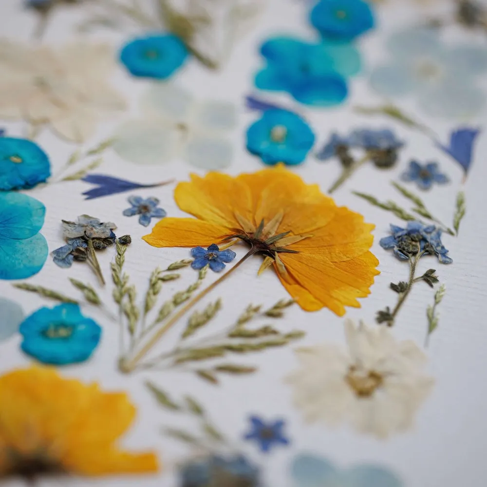 Herbier Rve en fleur A4