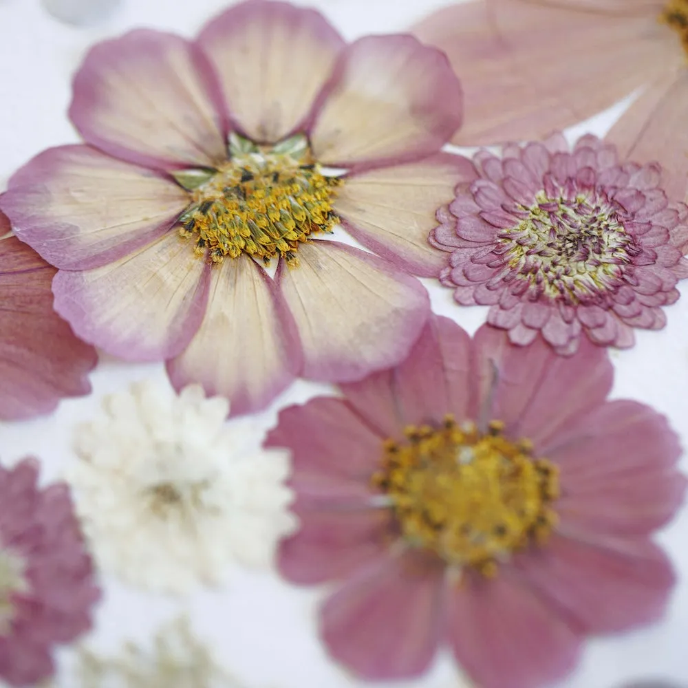 Herbier Valse des Fleurs A3