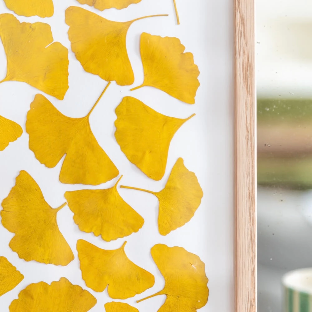 Herbier Camaieux de Ginkgo