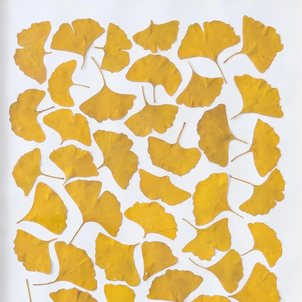 Herbier Camaieux de Ginkgo