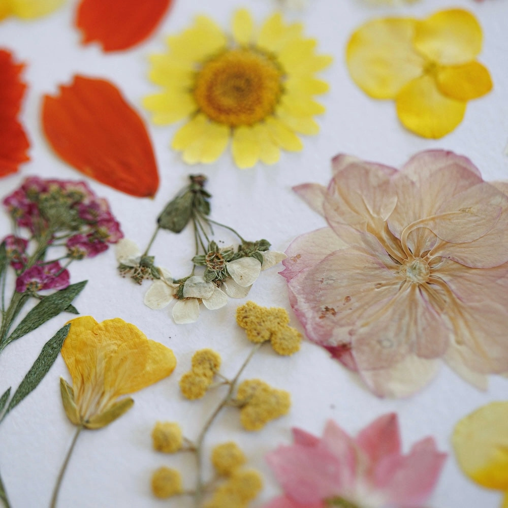 Herbier Danse des Ptales A3