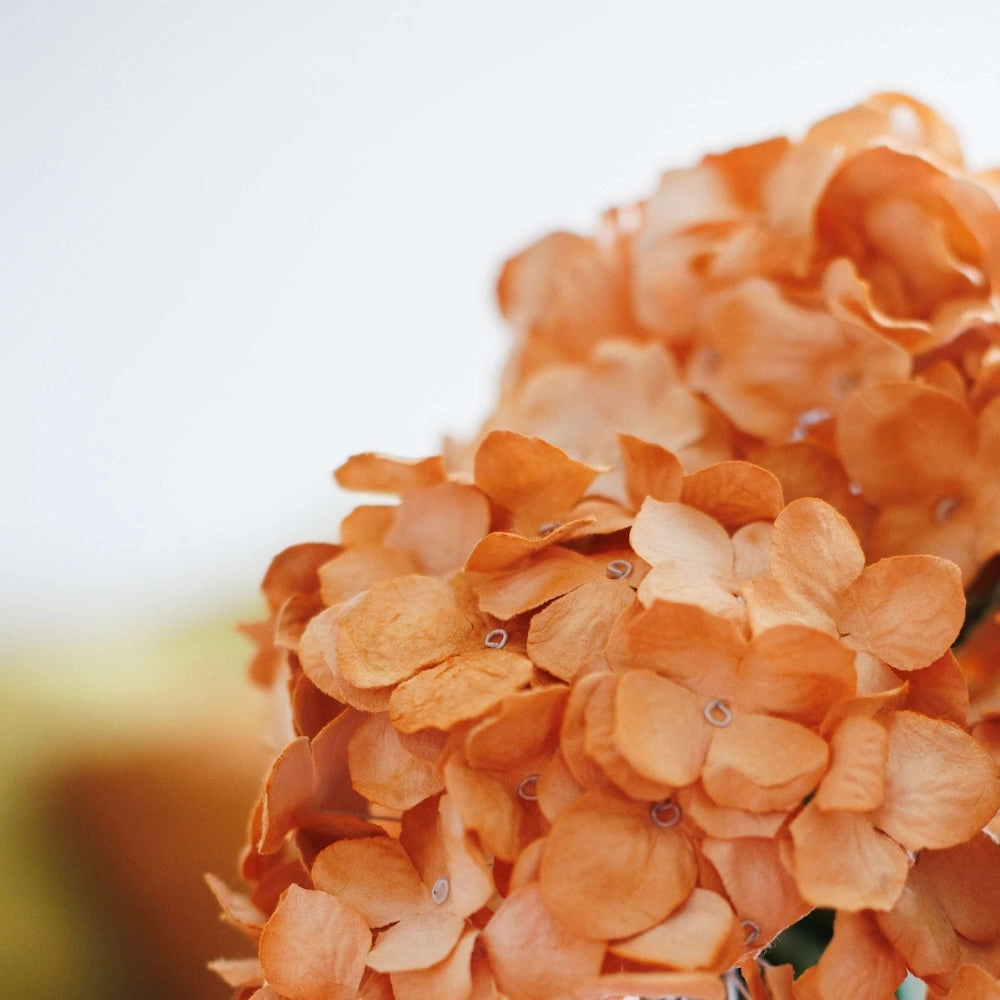 Hortensia en papier orange clair