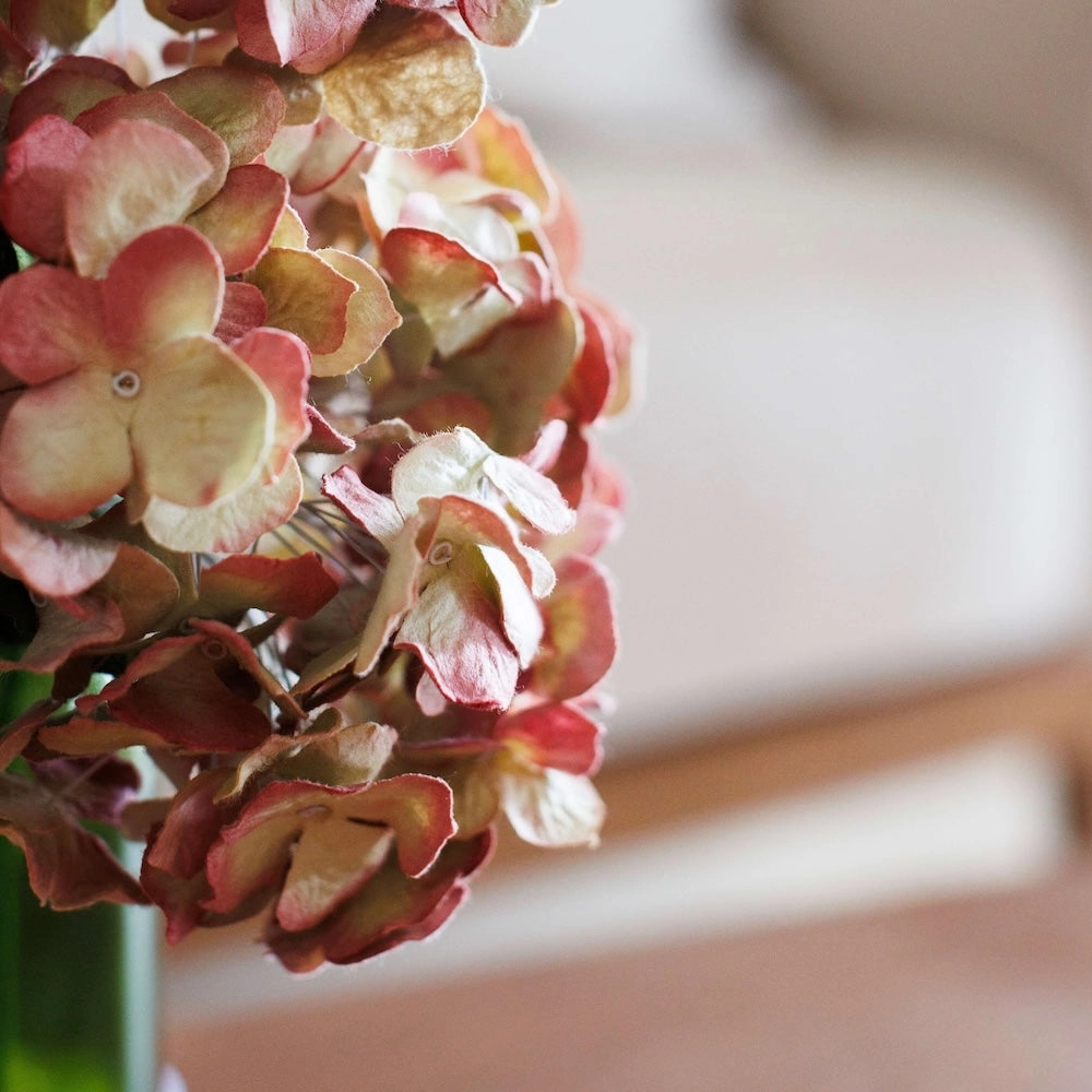 Hortensia en papier vieux rose