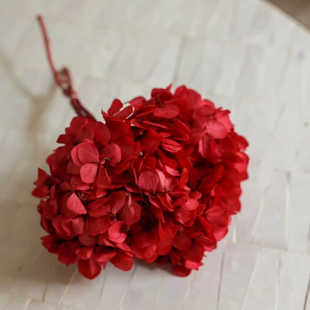 Hortensia Fuchsia