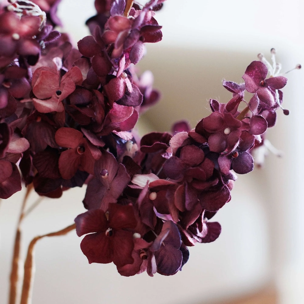 Hortensia panicul en papier violet