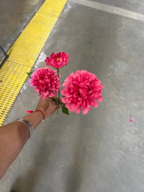 Hot Pink Pompom Dahlia spray realistic flower bouquet  