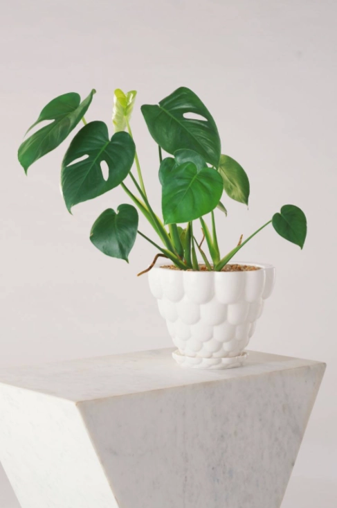 Jelly Planter White