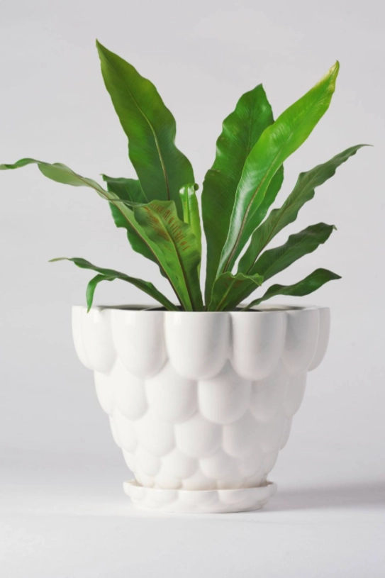 Jelly Planter White