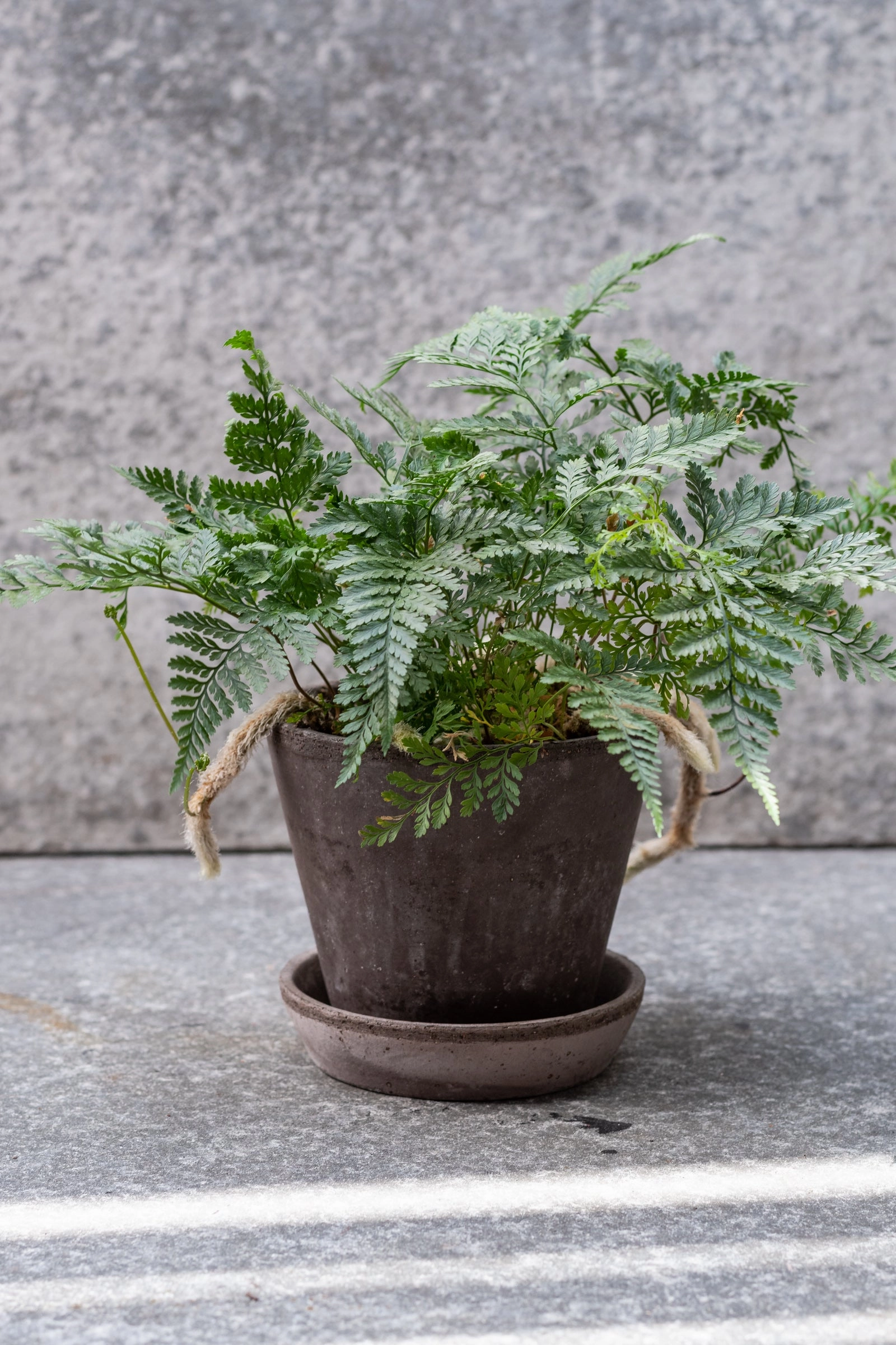 Julie Pot & Saucer Grey 4.7