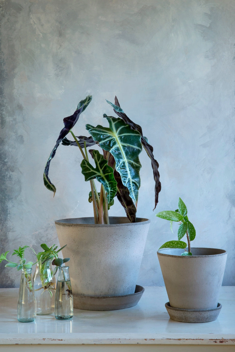 Julie Pot & Saucer Grey 6.7