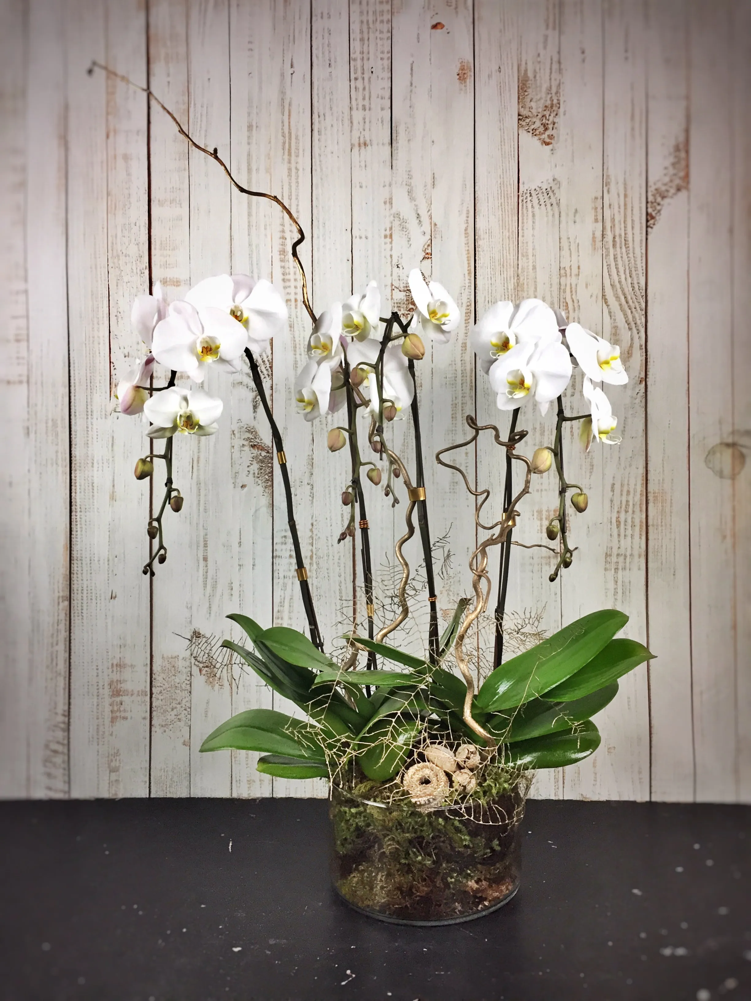 Lacquered Foliage Orchid