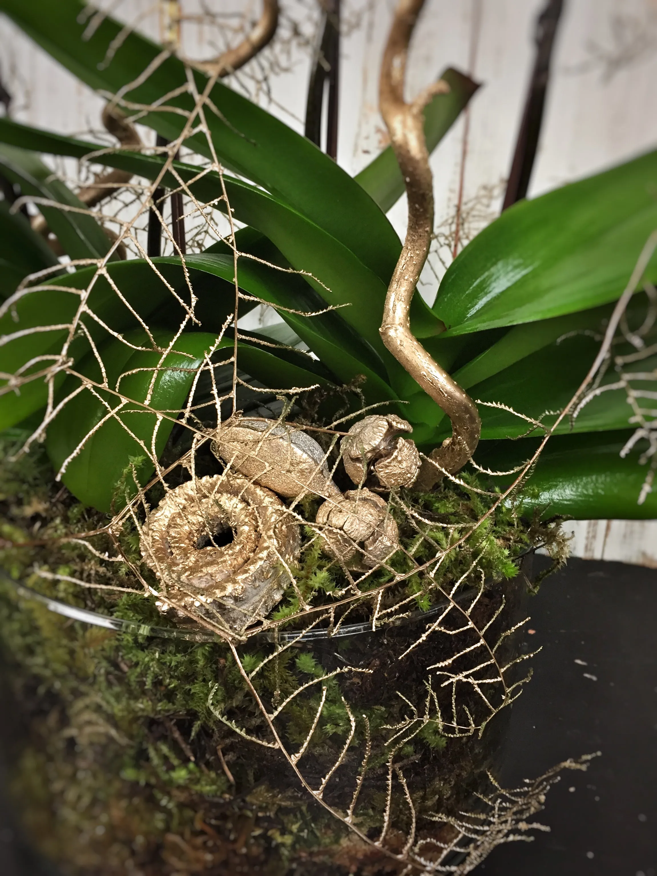 Lacquered Foliage Orchid