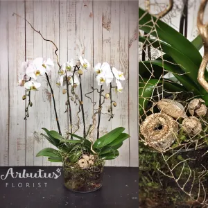 Lacquered Foliage Orchid,realistic flower bouquet 