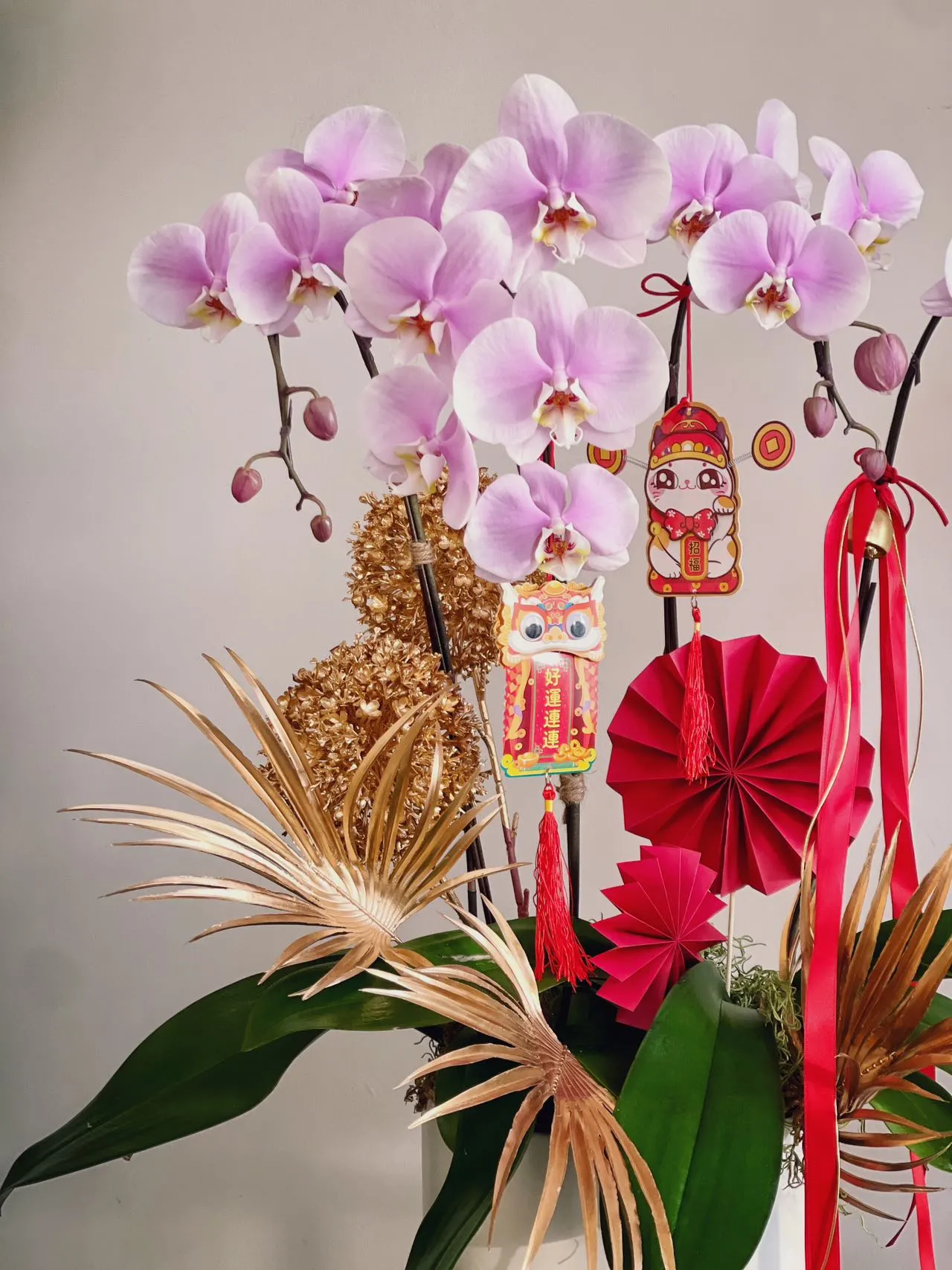 Lady Luck Orchids