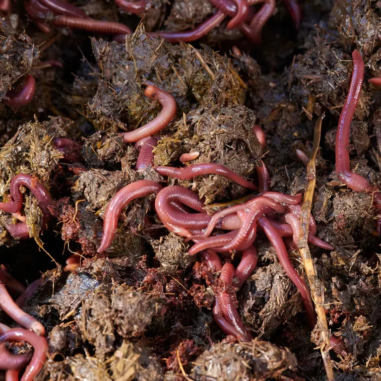Large Bag Worm Farm 1000 Worms