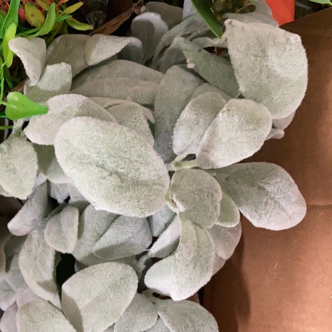 Large lamb??s ear greenery sage
