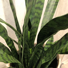 Large Sansevieria in Black Plastic Pot 120cm,dried artificial flower