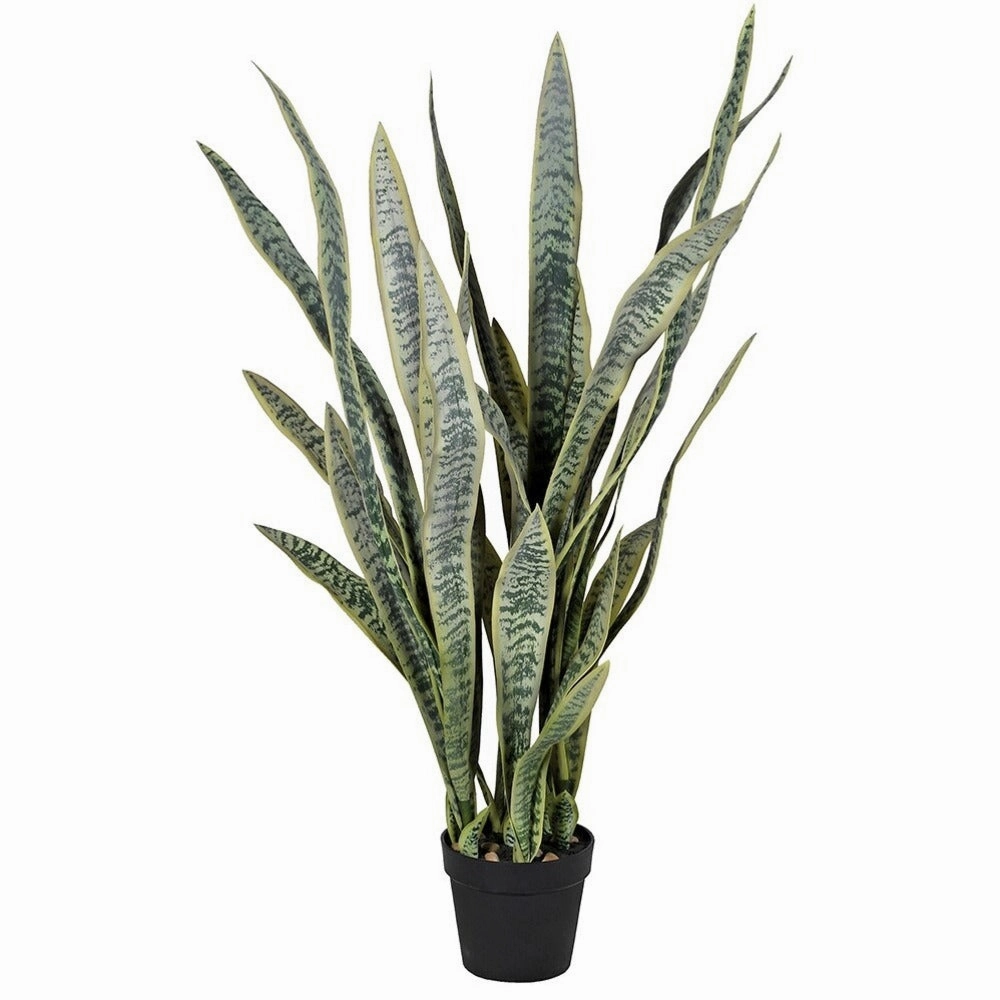 Large Sansevieria in Black Plastic Pot 120cm