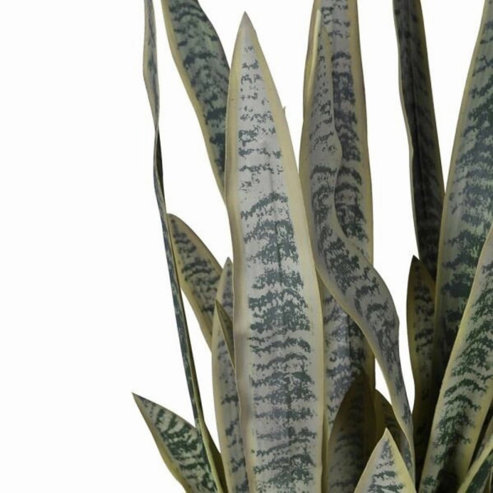Large Sansevieria in Black Plastic Pot 120cm