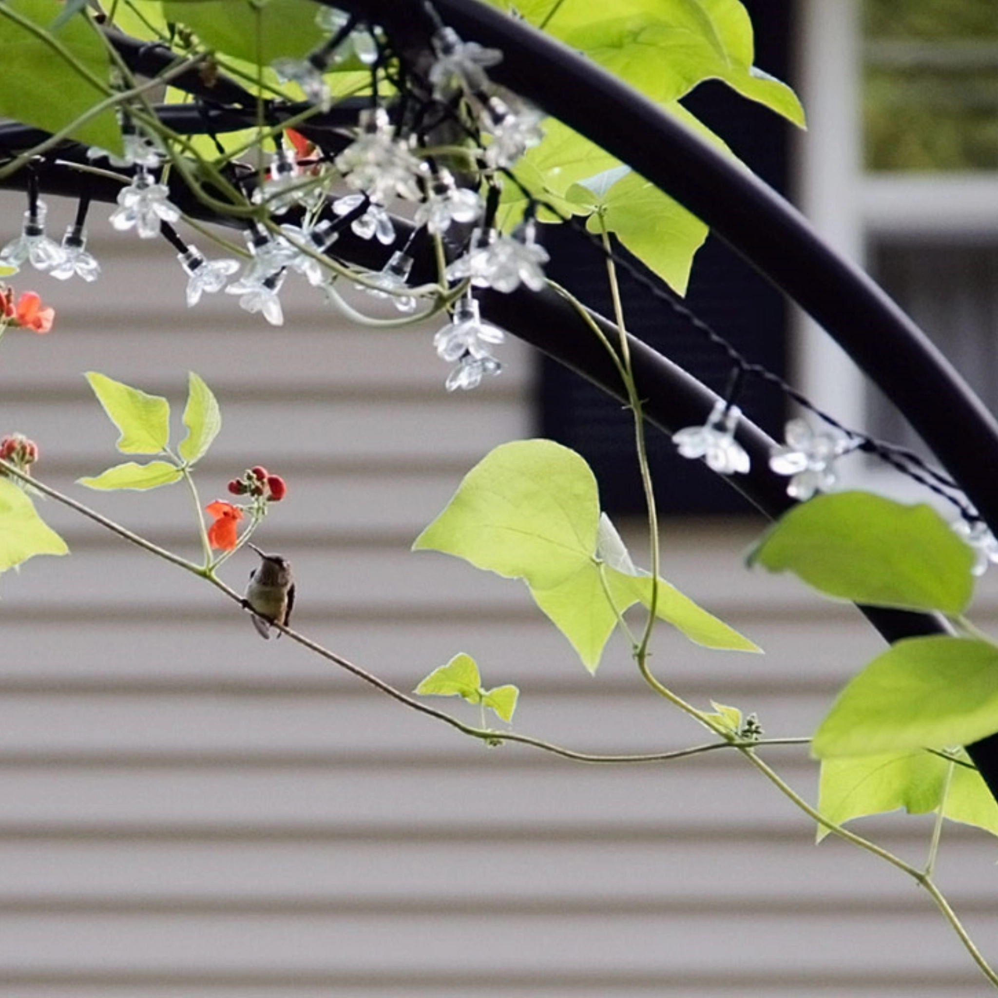 Lattice Garden Arbor