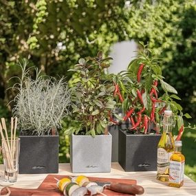 Lechuza CANTO Stone 14,outdoor garden pot