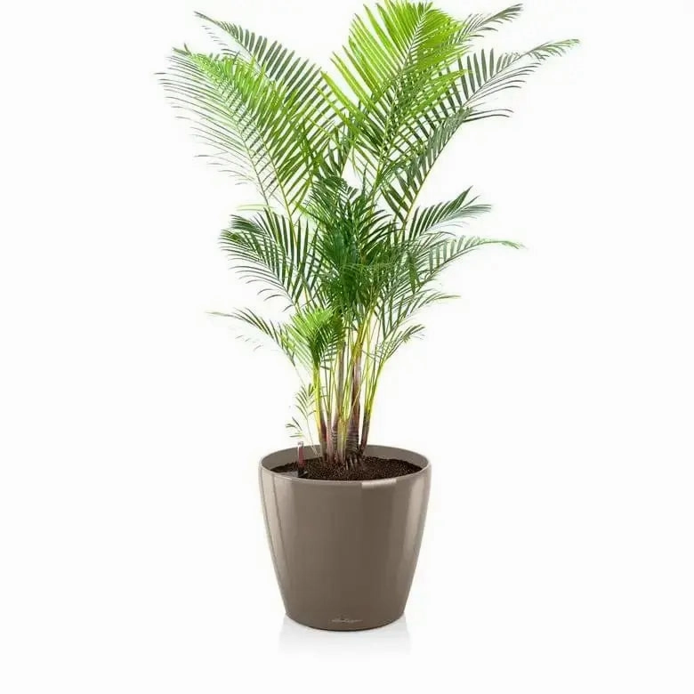 Lechuza CLASSICO 70 Premium (planter only)