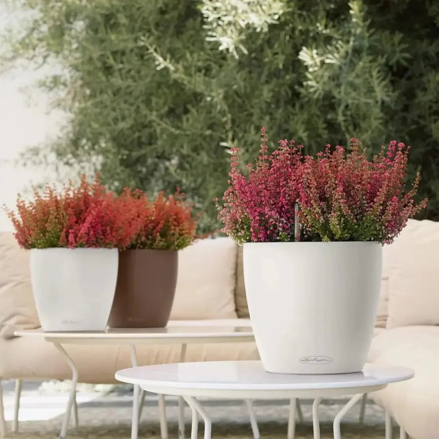 Lechuza CLASSICO Colour 21