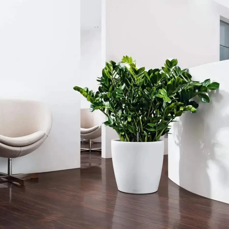 Lechuza CLASSICO Colour 35