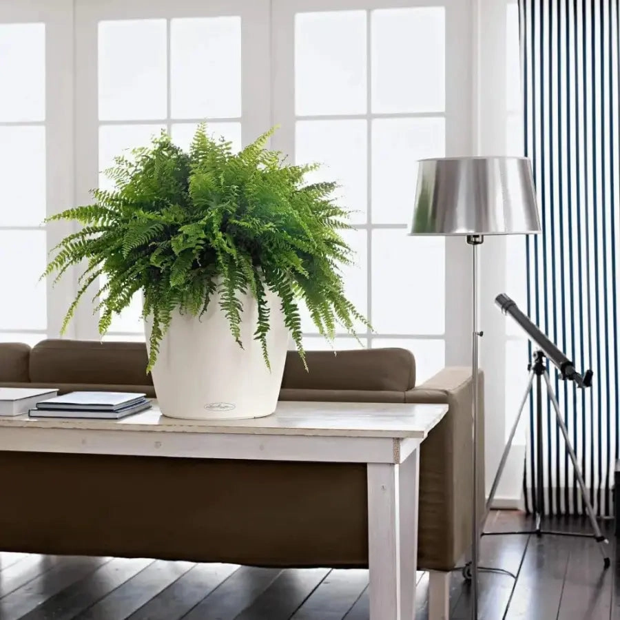 Lechuza CLASSICO Colour 35