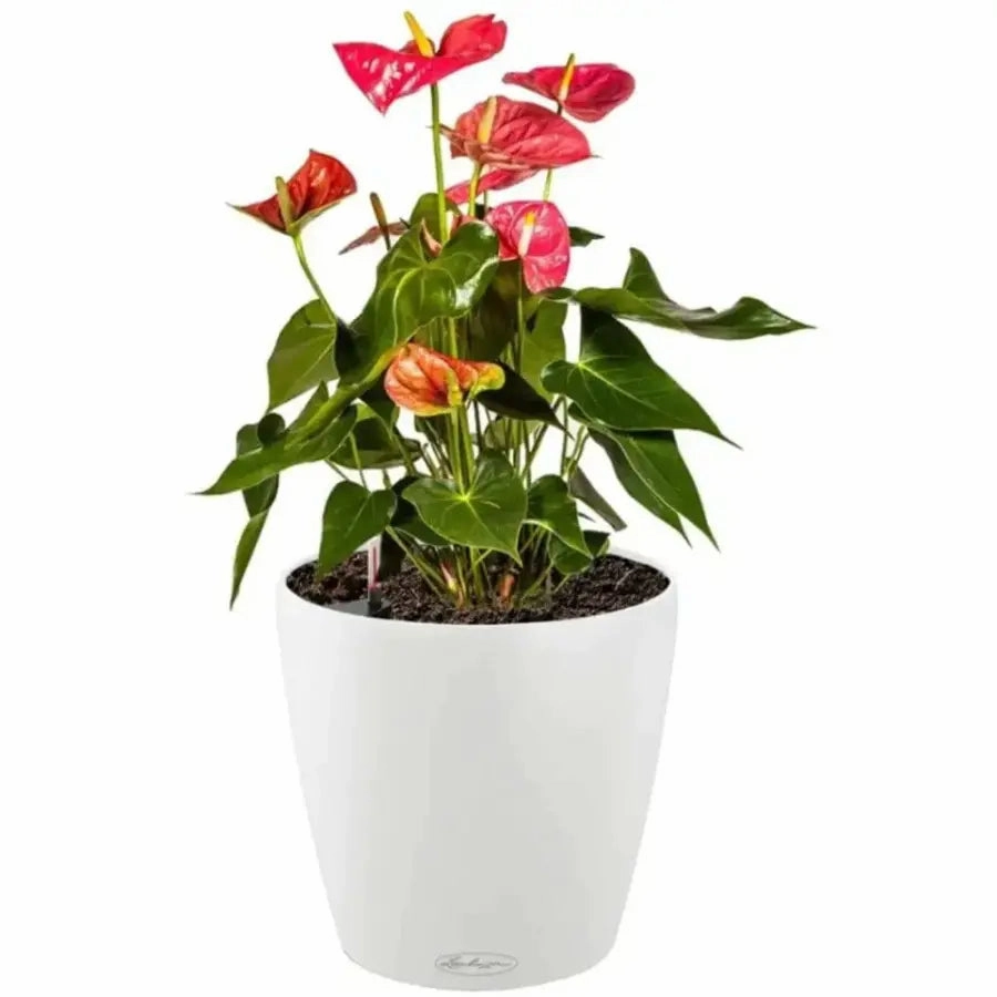 Lechuza CLASSICO Colour 35
