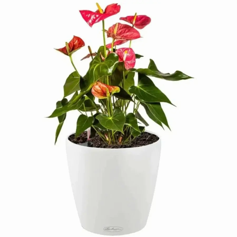 Lechuza CLASSICO Colour 35