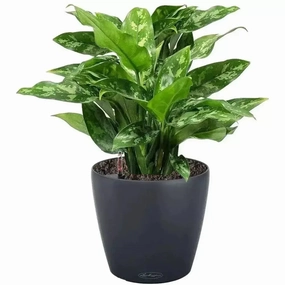 Lechuza CLASSICO Colour 43,outdoor garden pot