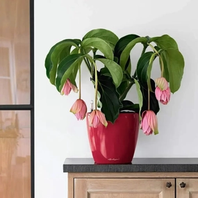 Lechuza CLASSICO LS 21 Premium,flowerpot set decor