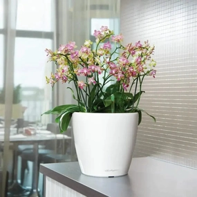 Lechuza CLASSICO LS 35 Premium,flowerpot set decor