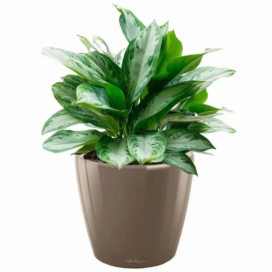 Lechuza CLASSICO LS 35 Premium