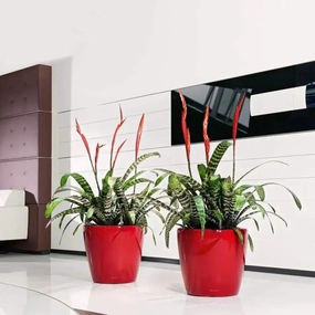 Lechuza CLASSICO LS 43 Premium,flowerpot set decor