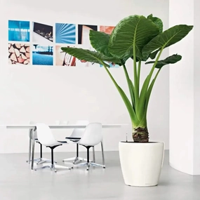 Lechuza CLASSICO LS 50 Premium,flowerpot set decor