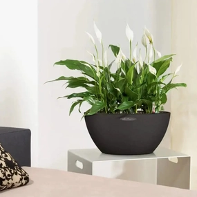 Lechuza CUBETO Stone 40 Bowl,outdoor garden pot