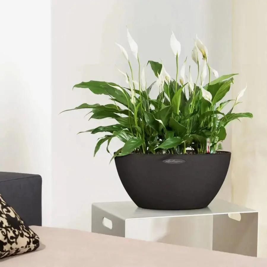 Lechuza CUBETO Stone 40 Bowl,flowerpot set decor