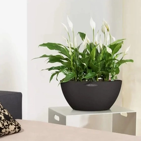 Lechuza CUBETO Stone 40 Bowl,flowerpot set decor