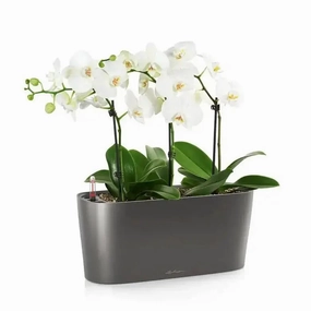 Lechuza DELTA 10,flowerpot set decor