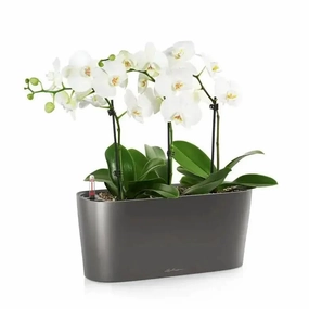 Lechuza DELTA 10,outdoor garden pot