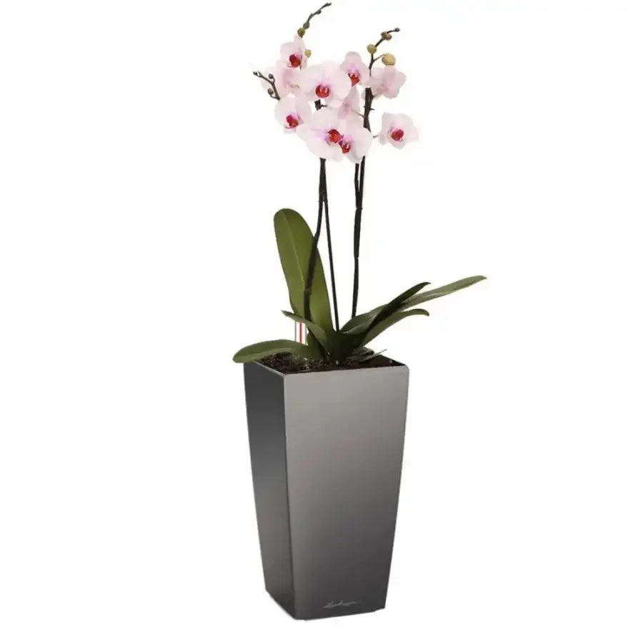 Lechuza MAXI CUBI,outdoor garden pot